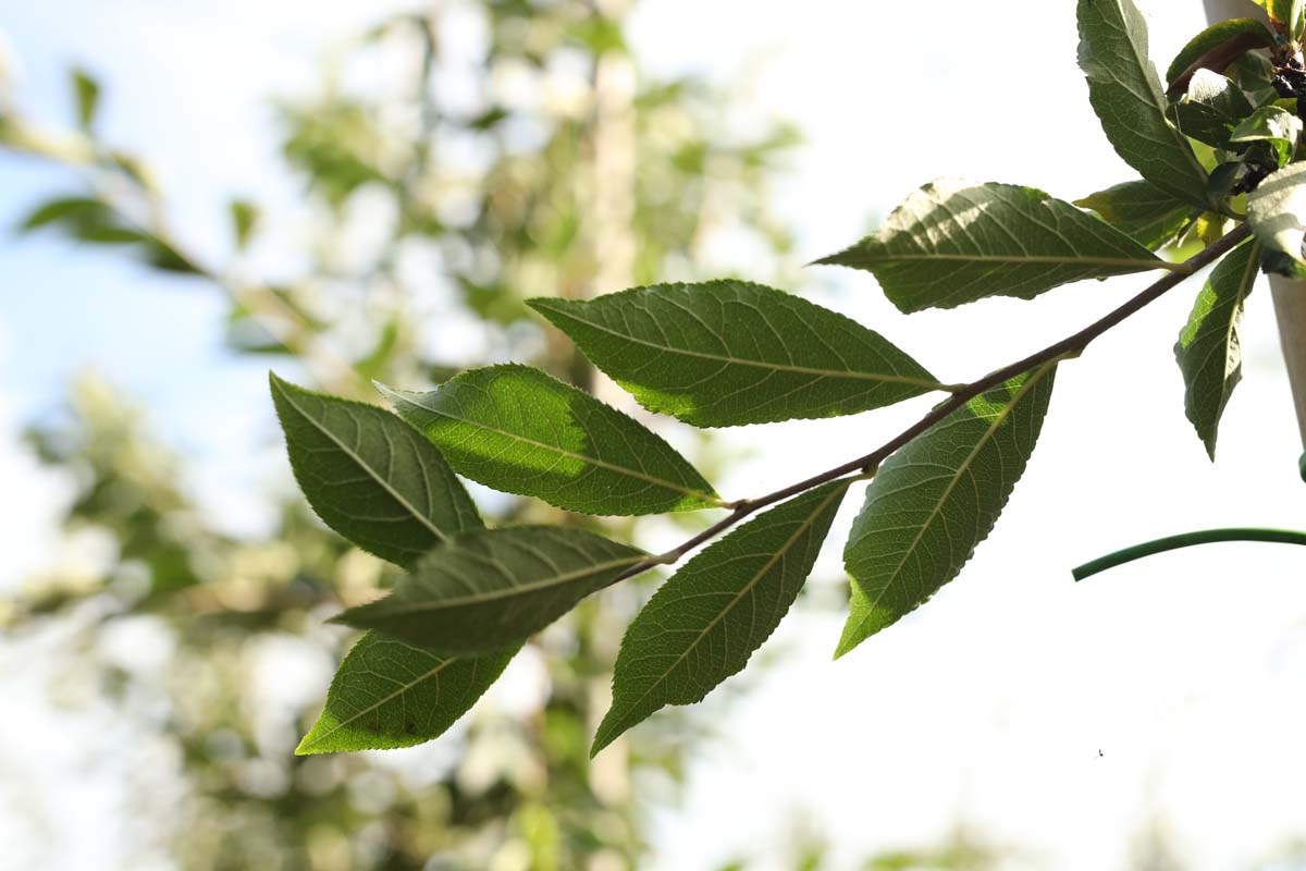 Photinia villosa meerstammig / struik blad