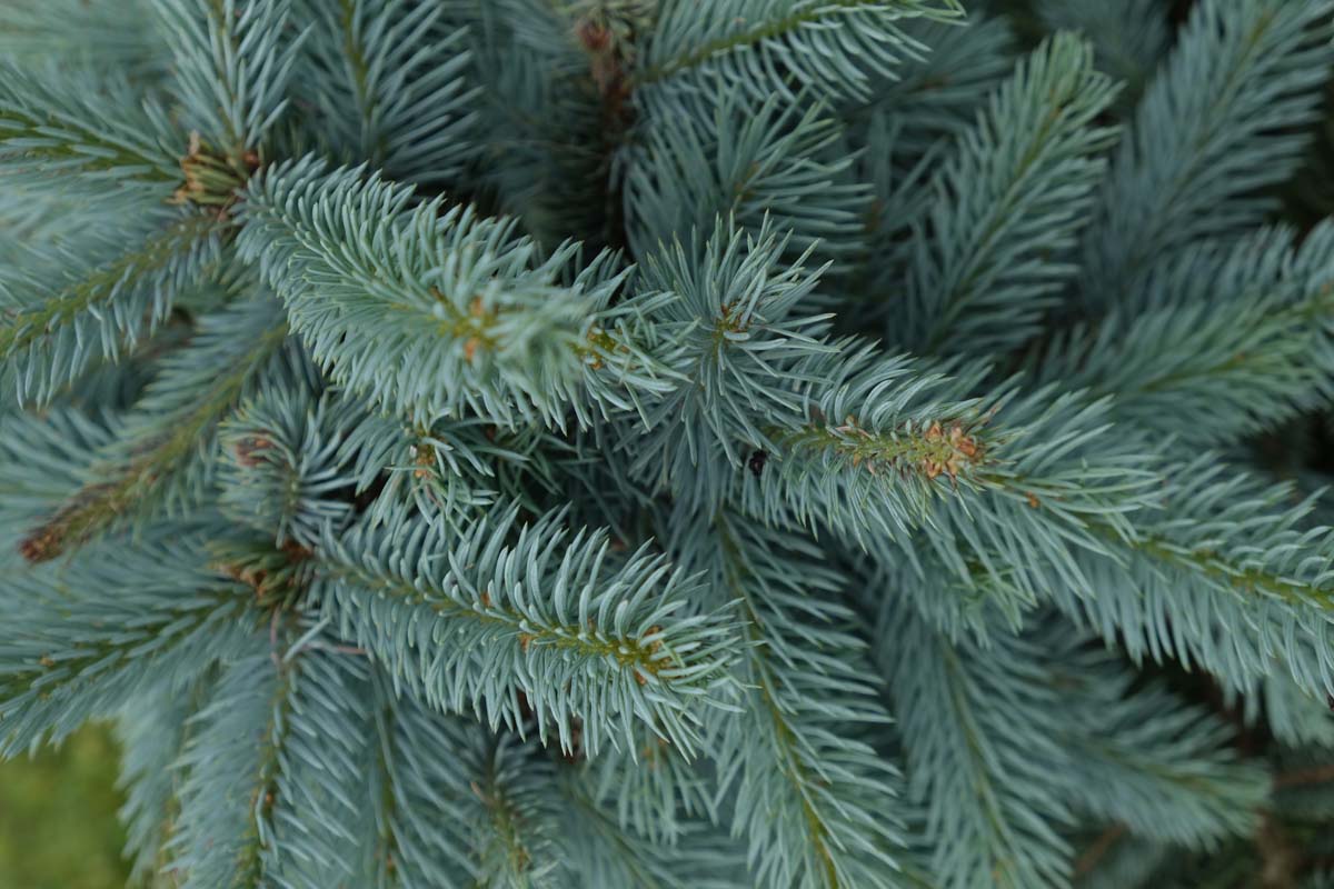 Picea pungens glauca haagplant naald