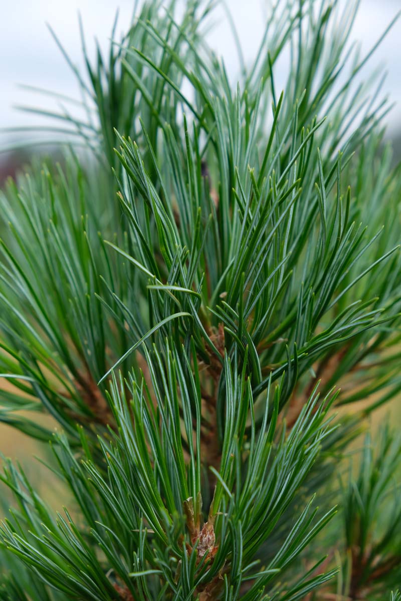 Pinus cembra meerstammig / struik twijg