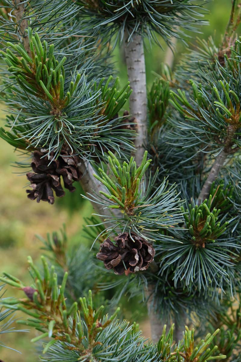 Pinus parviflora 'Blauer Engel' stam