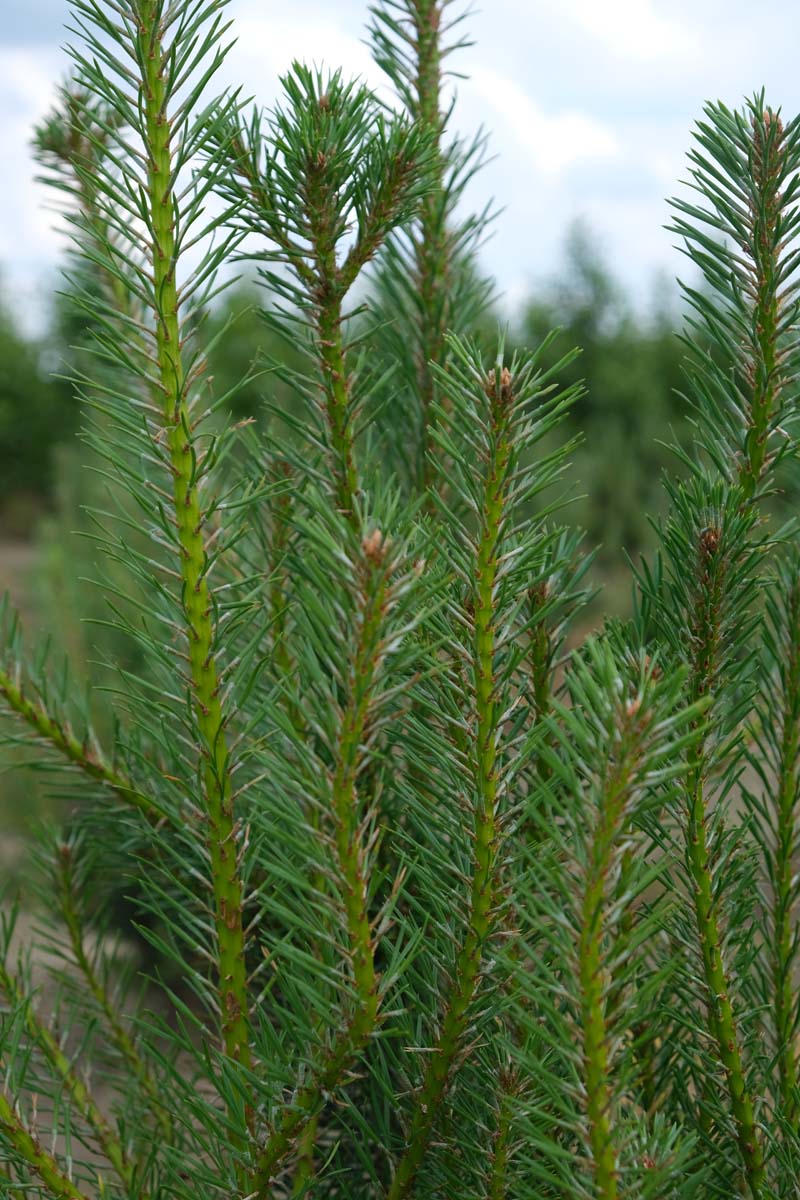 Pinus sylvestris meerstammig / struik twijg