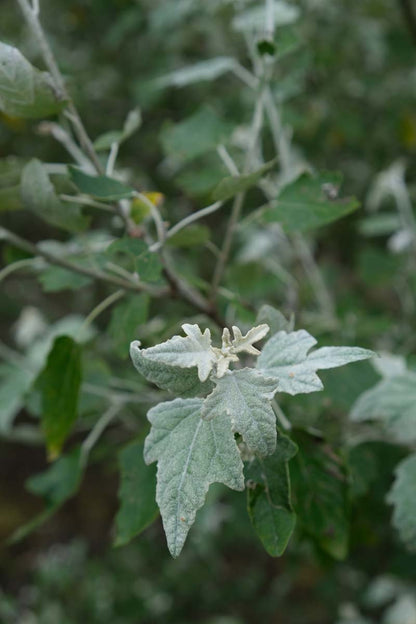 Populus alba op stam blad