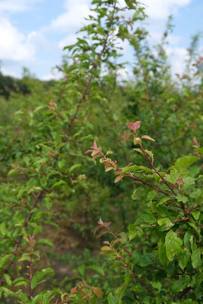 Prunus cerasifera meerstammig / struik twijg