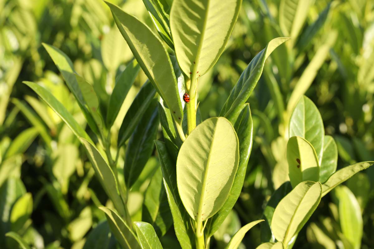 Prunus laurocerasus 'Greentorch' leiboom blad