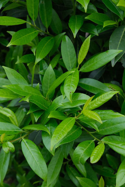 Prunus laurocerasus 'Herbergii' Tuinplanten blad