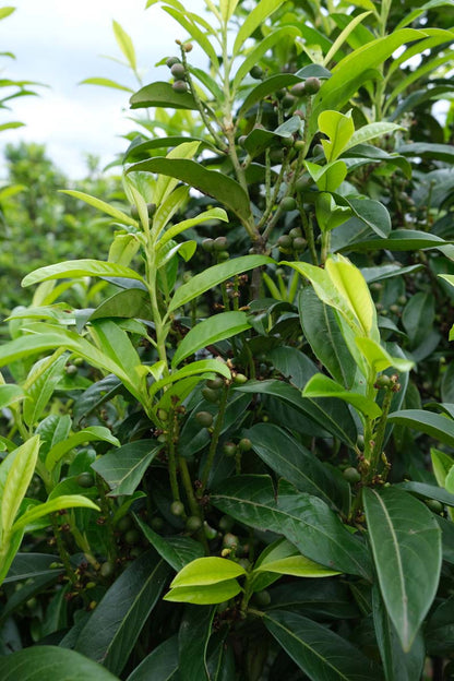 Prunus laurocerasus 'Mariblon' leiboom blad