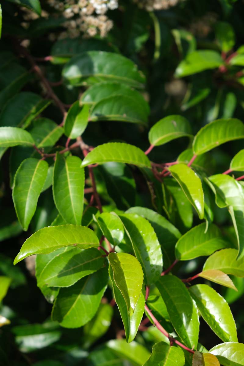 Prunus lusitanica 'Ybrazo01' leiboom blad