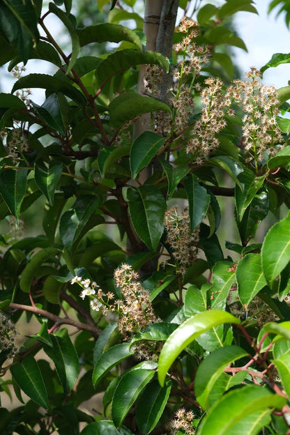 Prunus lusitanica 'Ybrazo01' leiboom bloem