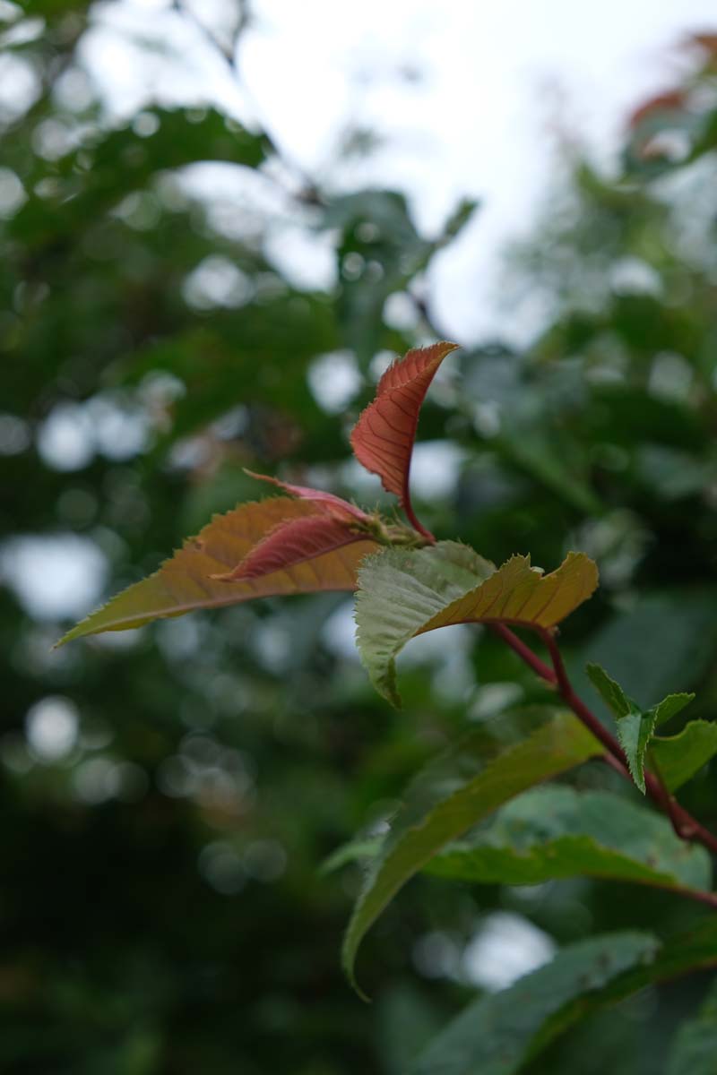 Prunus sargentii solitair blad