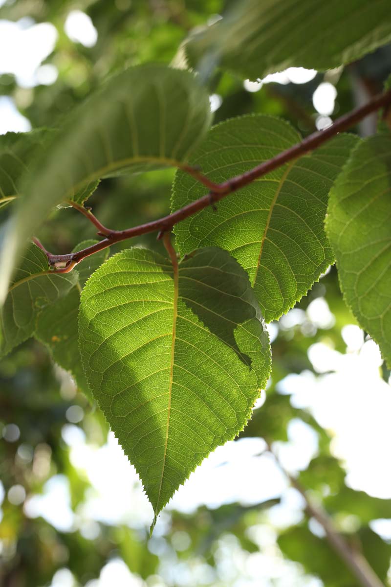 Prunus sargentii 'Rancho' meerstammig / struik blad