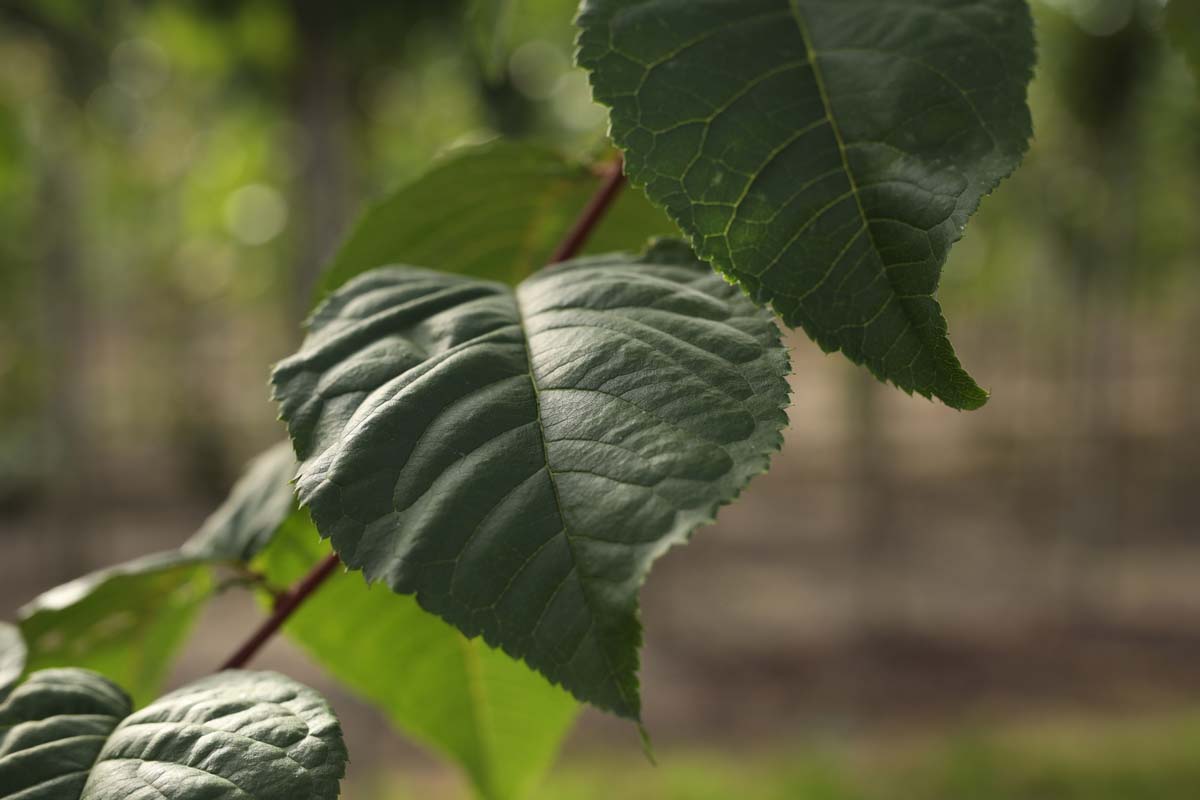 Prunus sargentii 'Rancho' meerstammig / struik blad