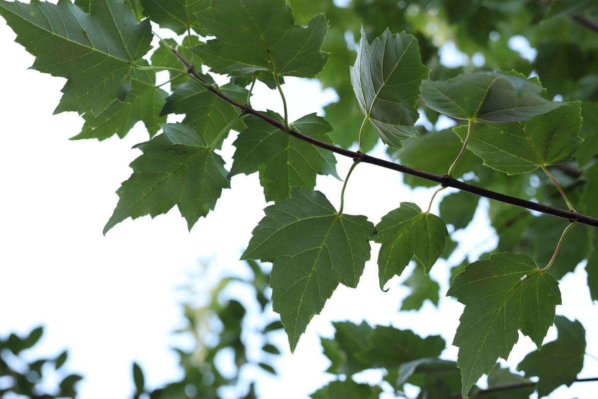 Prunus schmittii op stam blad