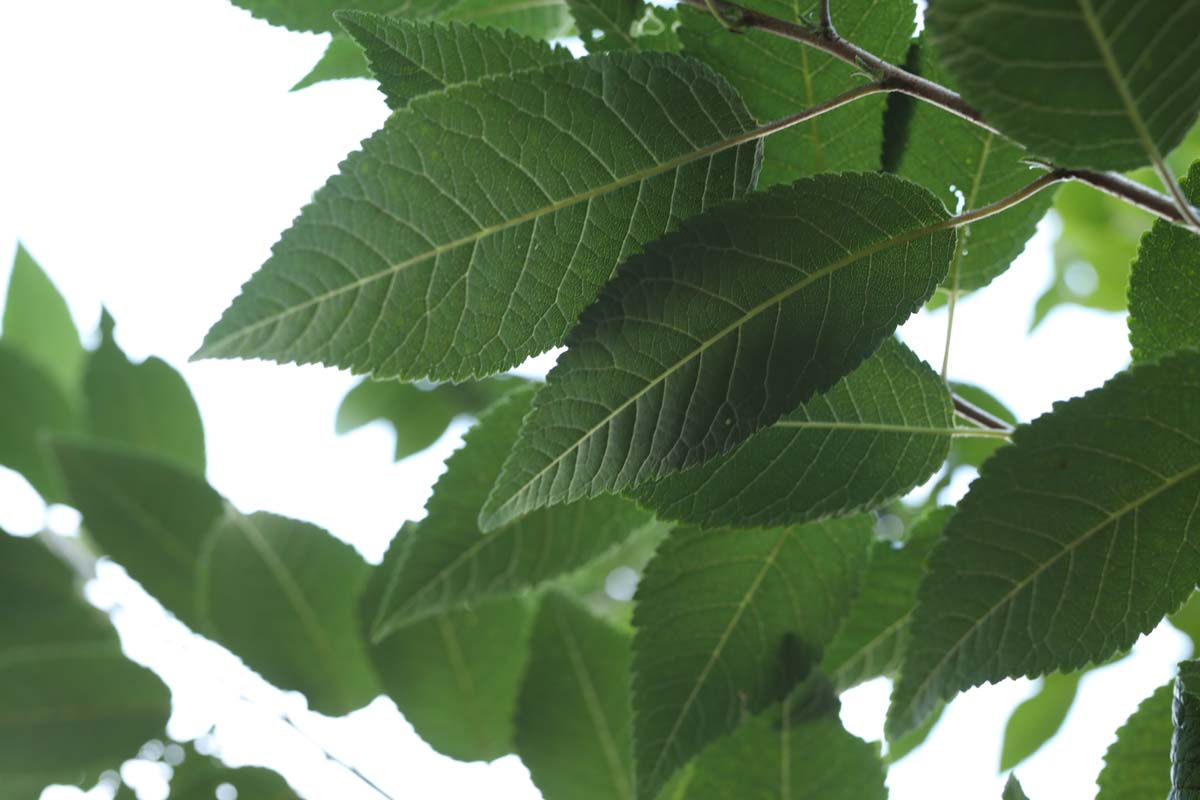 Prunus serrula op stam blad