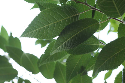 Prunus serrula meerstammig / struik blad