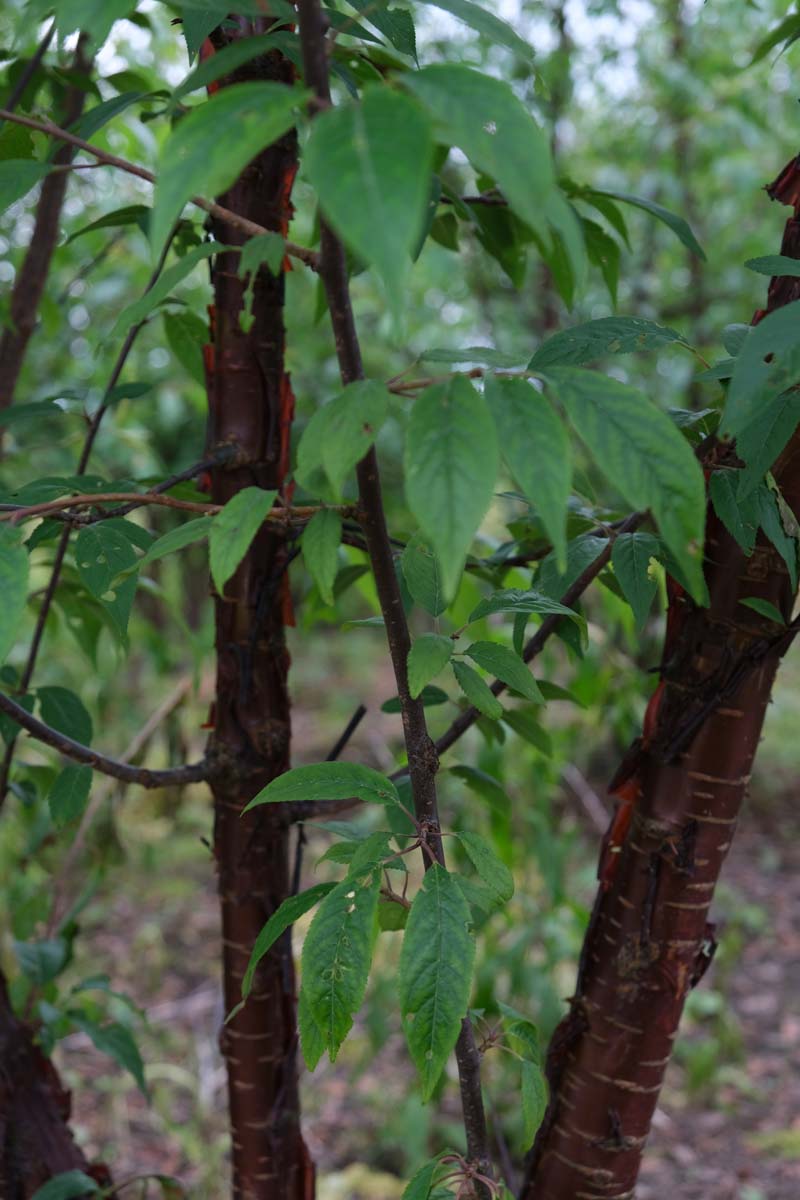 Prunus serrula solitair stam