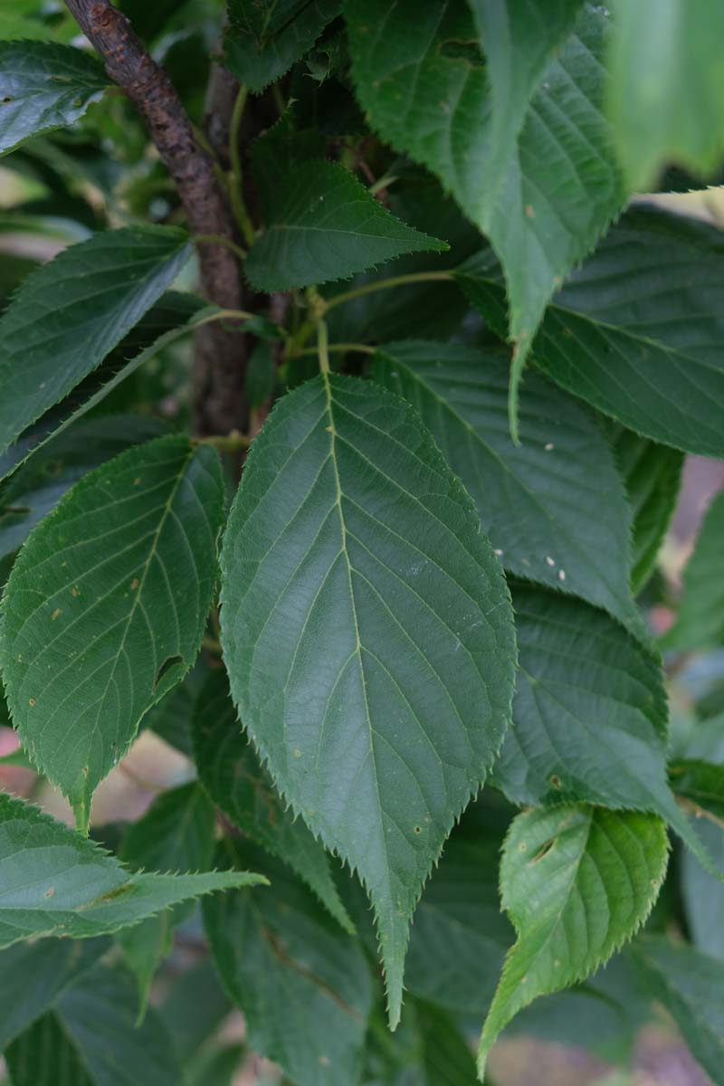 Prunus serrulata 'Amanogawa' solitair blad