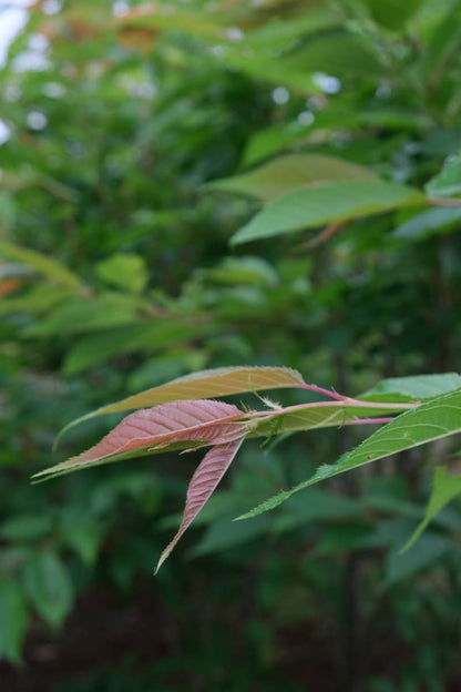 Prunus serrulata 'Ukon' leiboom blad