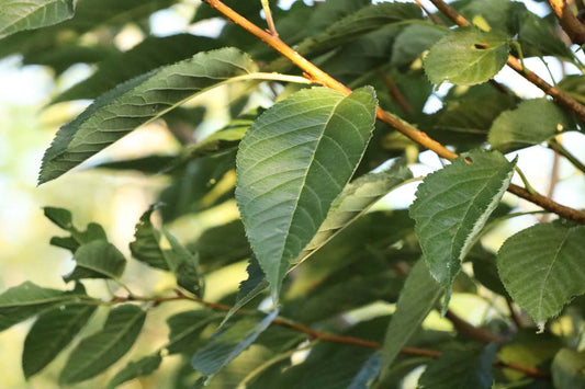 Prunus serrulata 'Ichiyo' op stam blad