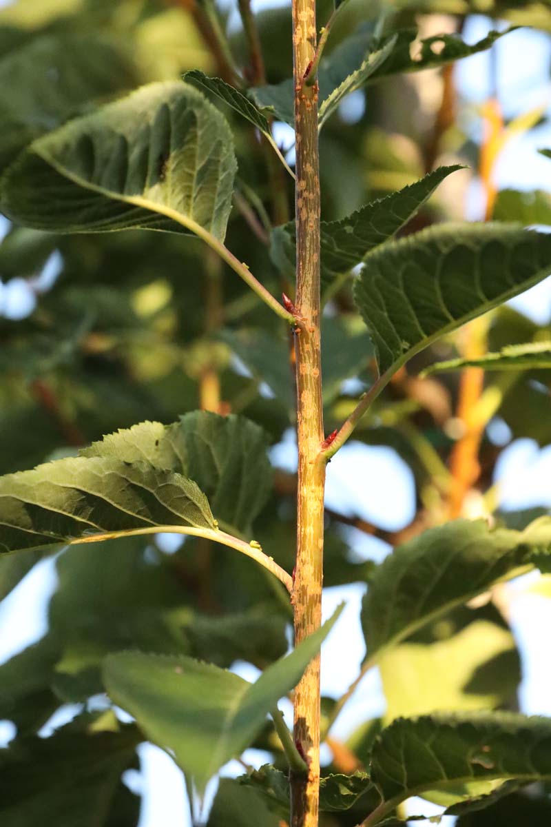 Prunus serrulata 'Ichiyo' op stam twijg