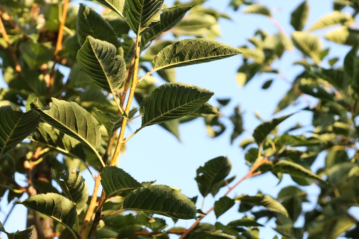 Prunus serrulata 'Ichiyo' op stam twijg