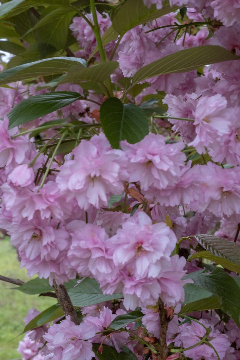 Prunus serrulata 'Kanzan' leiboom bloesem