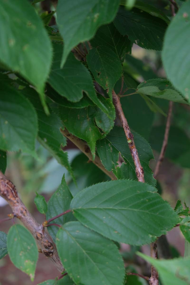 Prunus serrulata 'Kanzan' leiboom blad