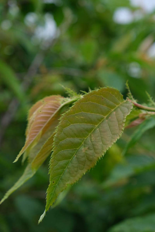 Prunus serrulata 'Shôgetsu' op stam blad