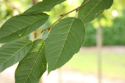 Prunus serrulata 'Shôgetsu' leiboom blad