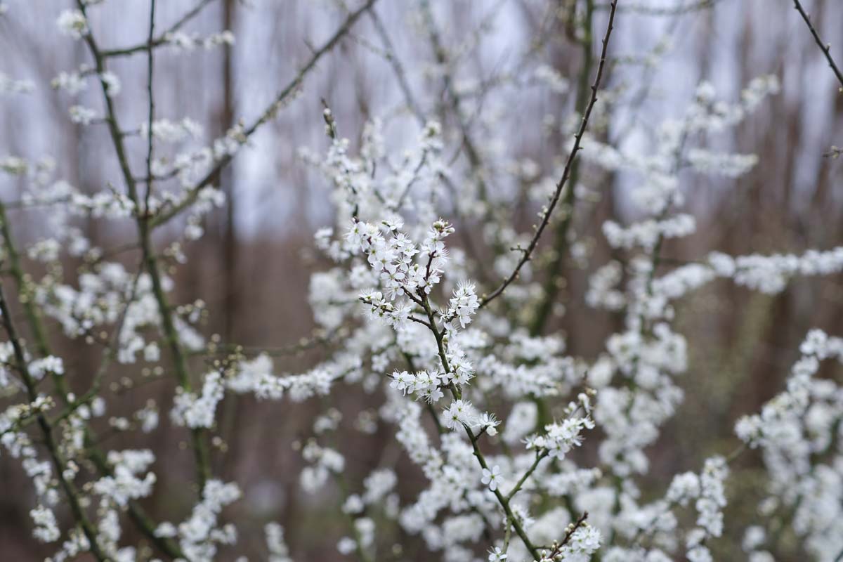 Prunus spinosa solitair bloesem