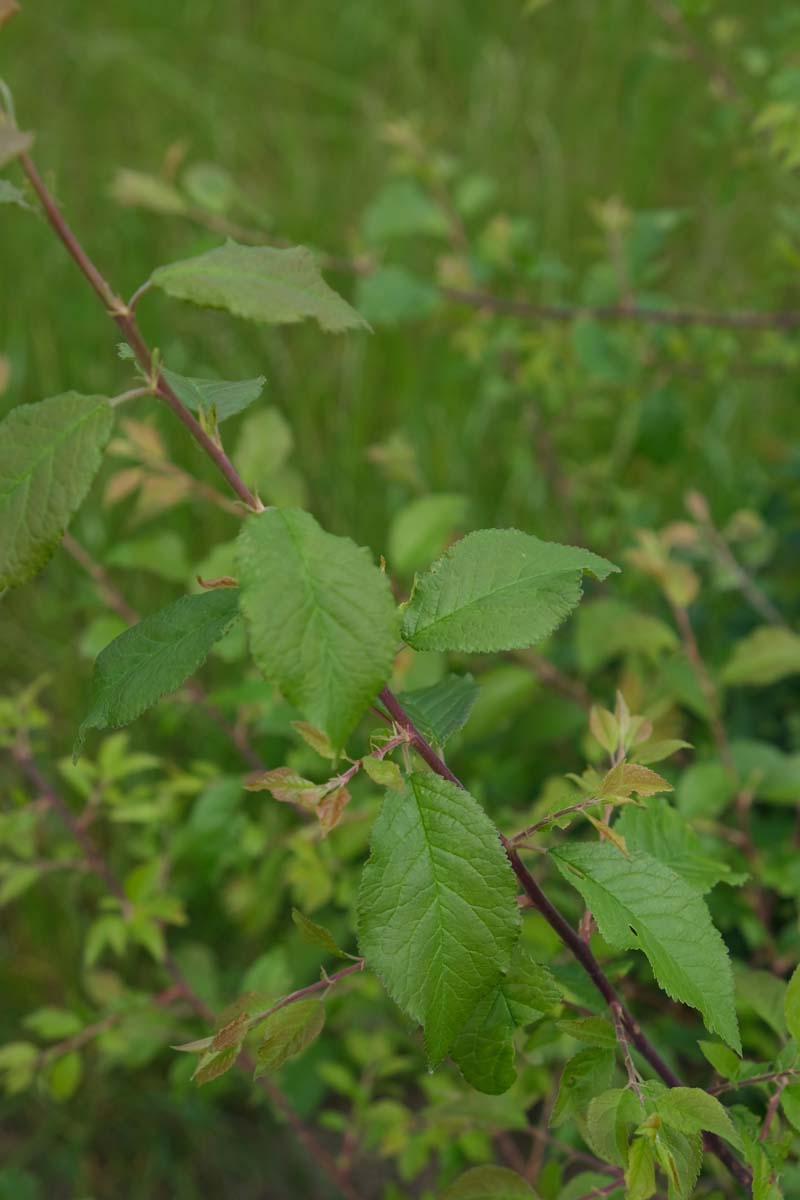 Prunus spinosa solitair blad