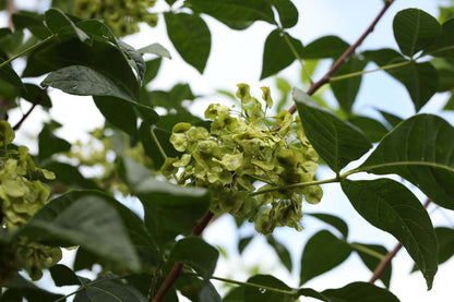 Ptelea trifoliata solitair zaaddoos