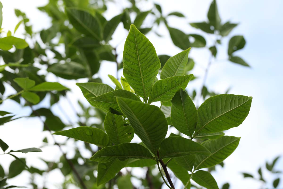 Ptelea trifoliata solitair blad