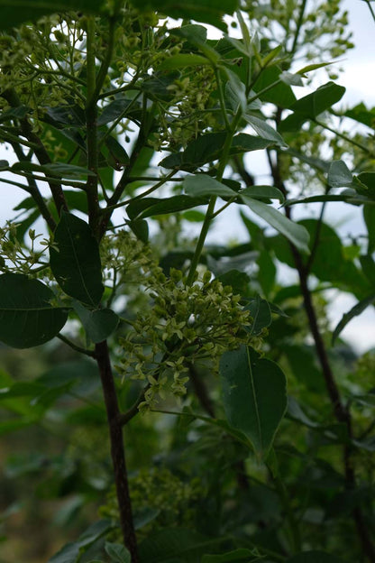 Ptelea trifoliata op stam twijg