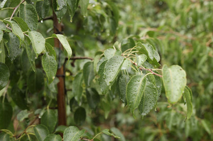 Pyrus betulifolia op stam blad