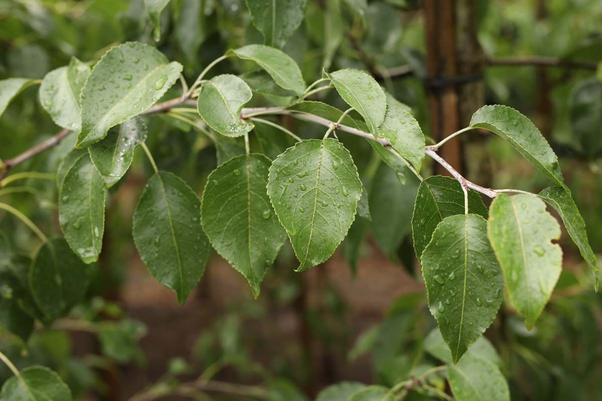 Pyrus betulifolia op stam blad