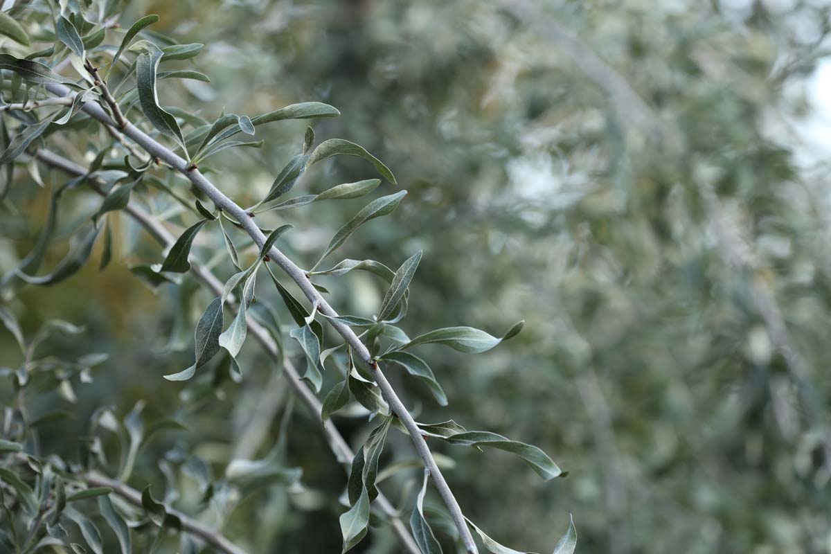 Pyrus salicifolia 'Pendula' Tuinplanten twijg