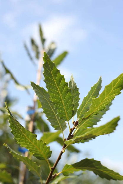 Quercus castaneifolia 'Green Spire' op stam blad