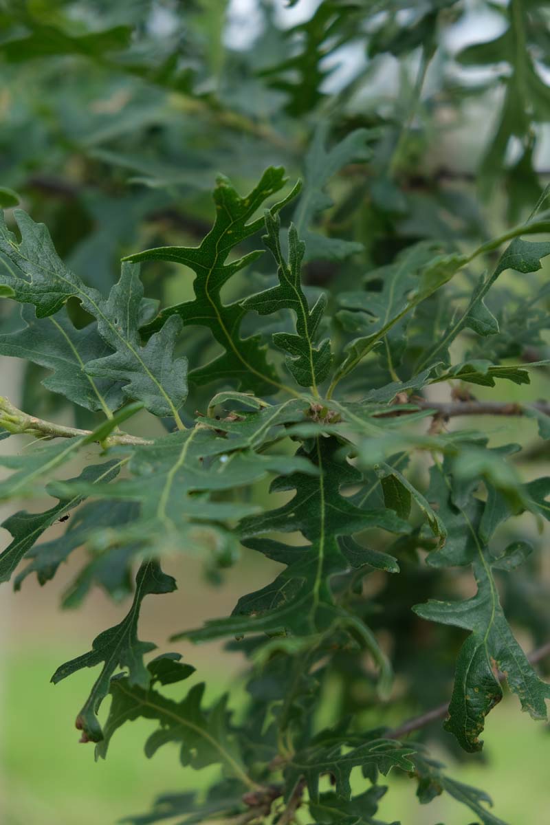 Quercus cerris Tuinplanten blad