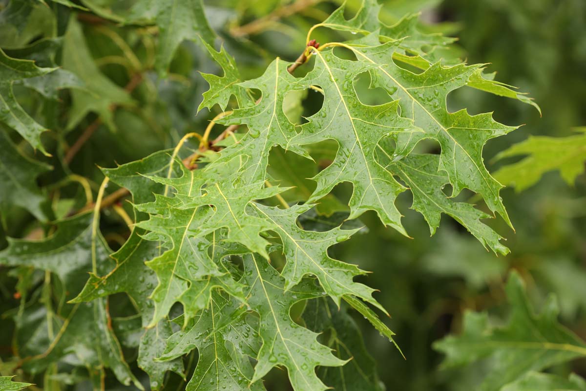 Quercus coccinea 'Splendens' Tuinplanten blad