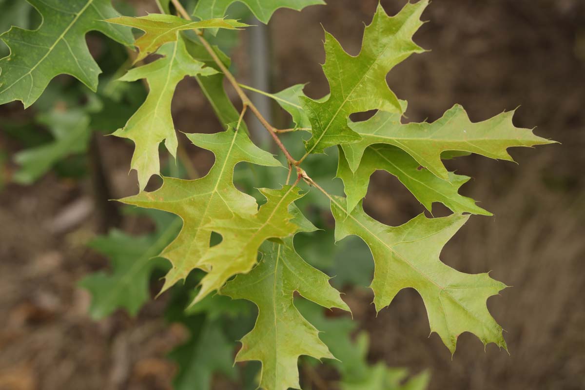 Quercus 'Mauri' op stam blad