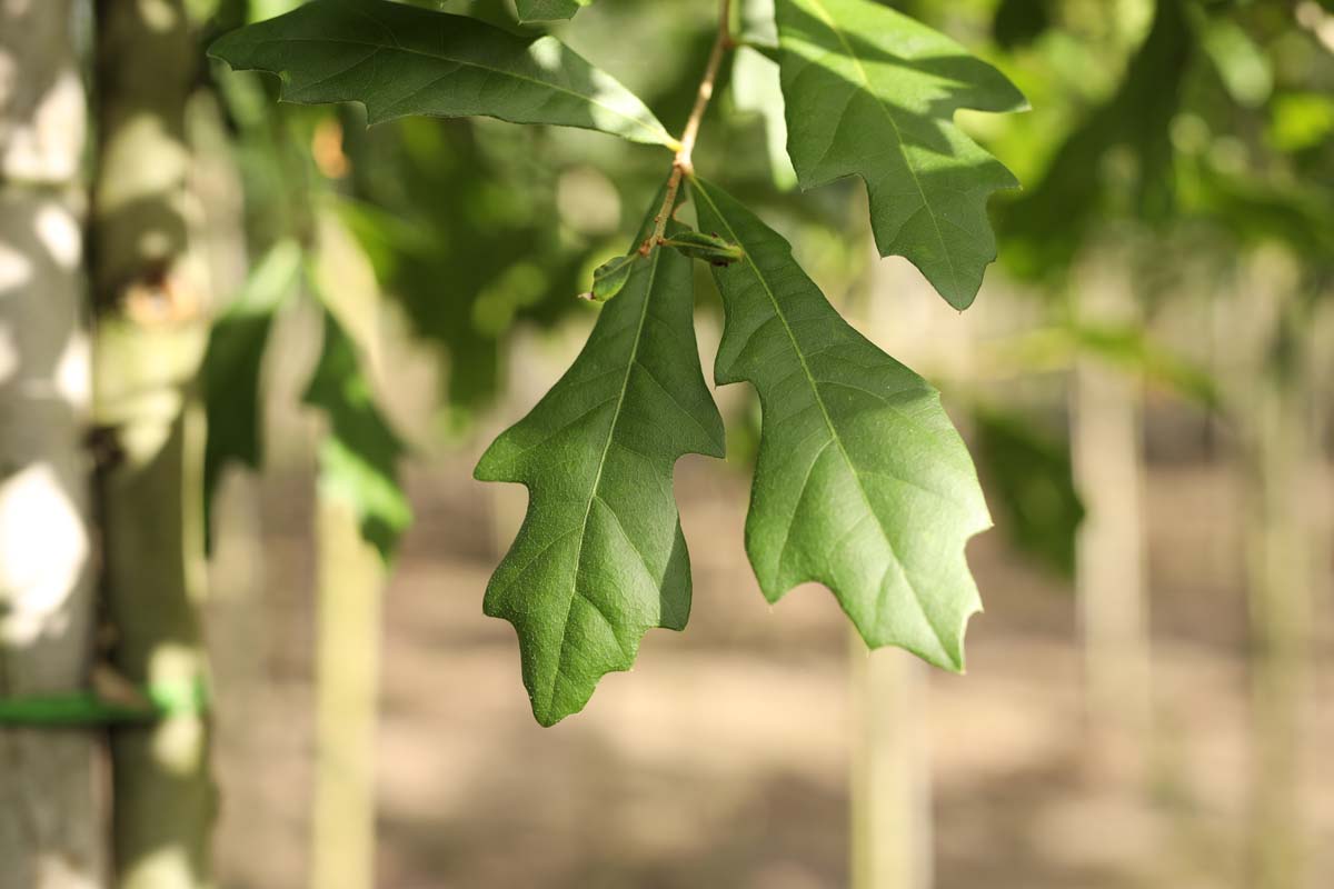 Quercus nigra meerstammig / struik blad