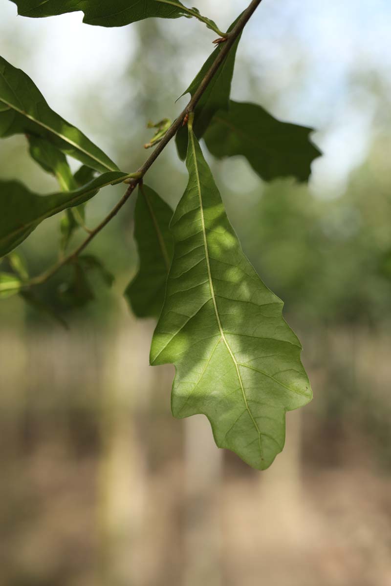 Quercus nigra meerstammig / struik blad