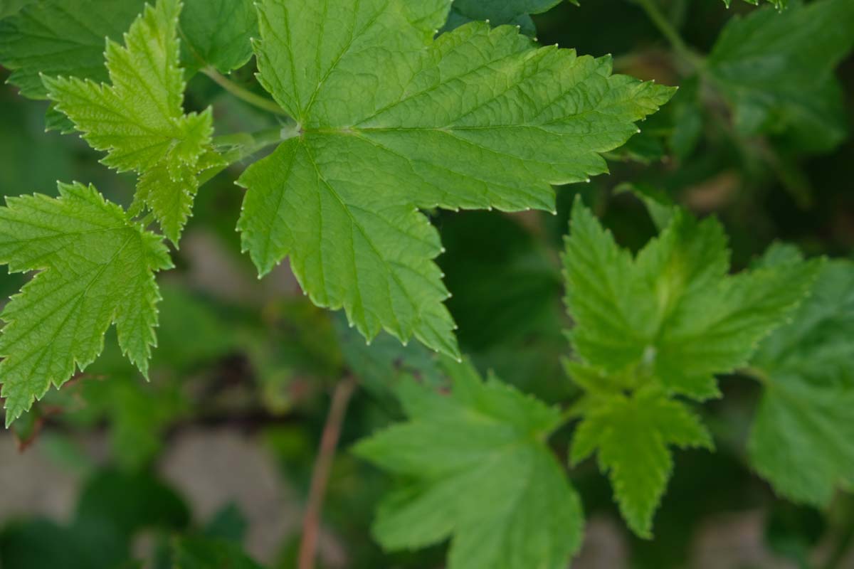 Ribes nigrum Tuinplanten blad