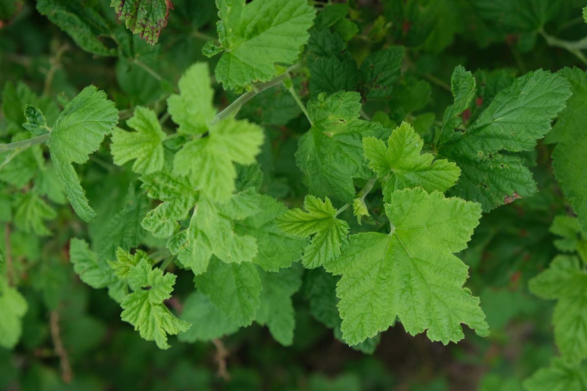 Ribes sanguineum blad