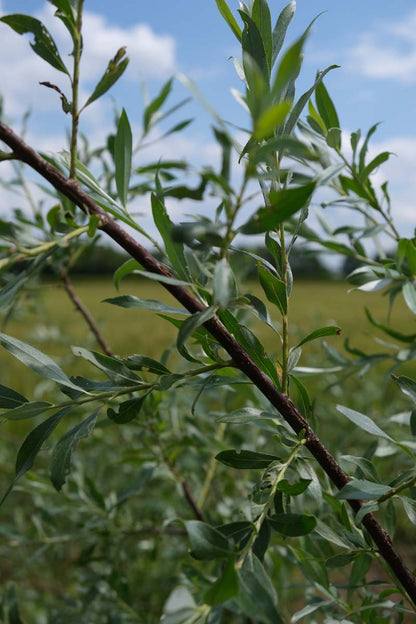 Salix alba op stam