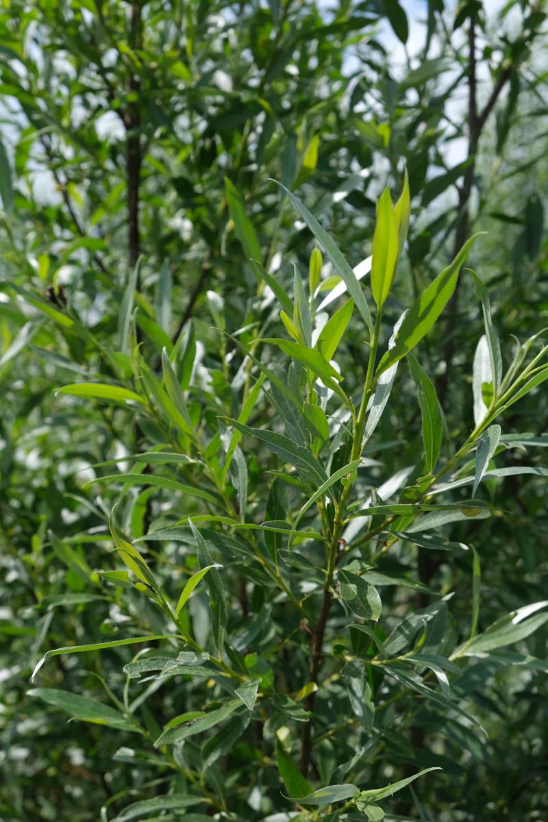 Salix alba op stam