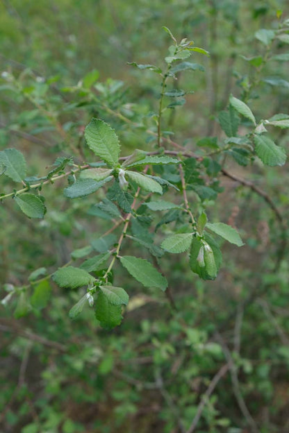 Salix aurita meerstammig / struik blad