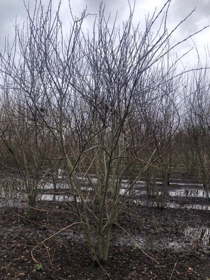 Salix caprea solitair winter