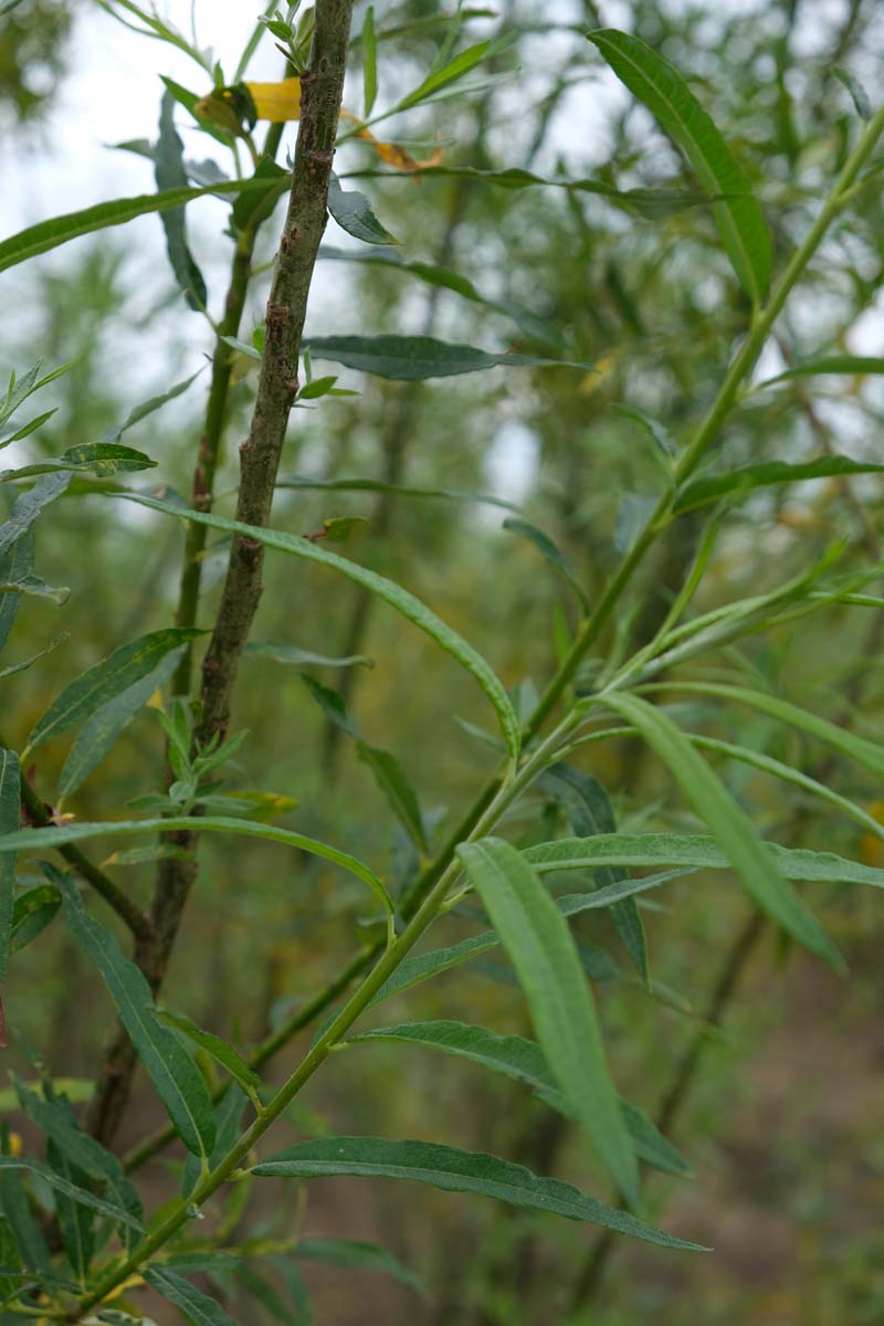 Salix fragilis Tuinplanten blad