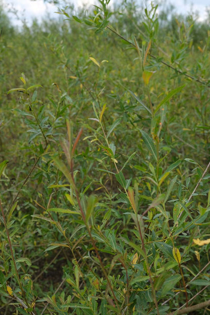 Salix purpurea haagplant blad